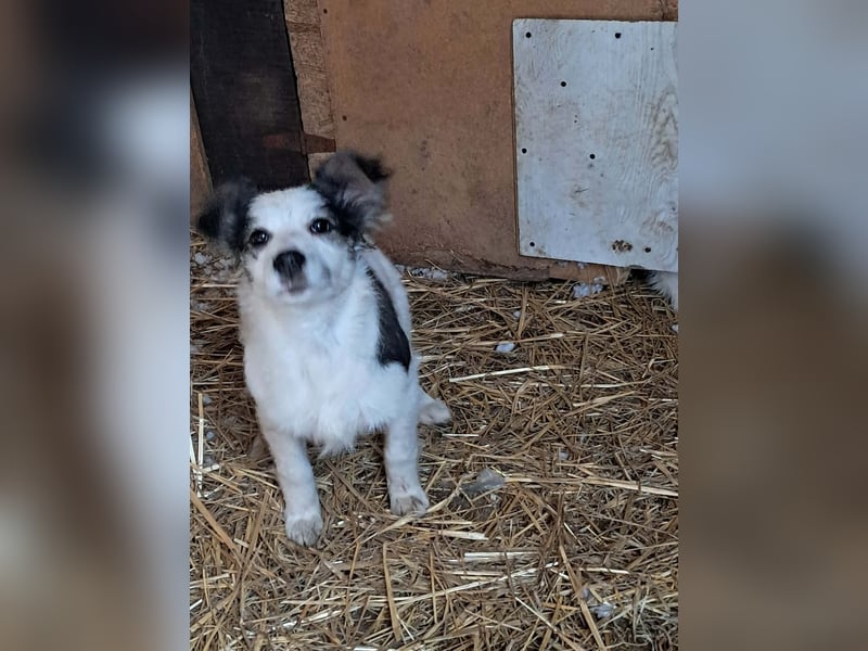 Ray, kleiner Hundemann sucht großes Körbchen