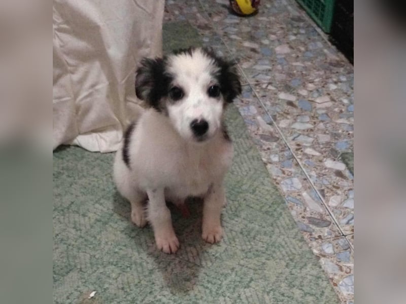 Ray, kleiner Hundemann sucht großes Körbchen