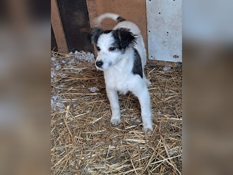 Ray, kleiner Hundemann sucht großes Körbchen