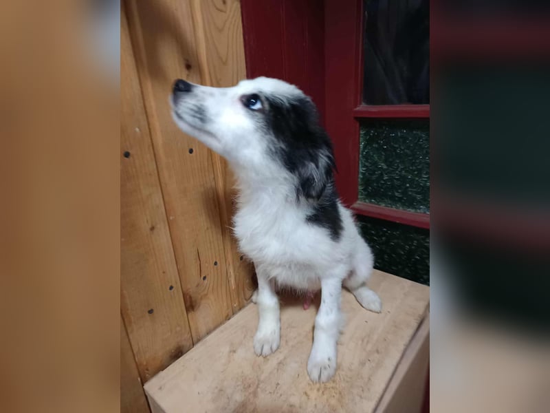 Ray, kleiner Hundemann sucht großes Körbchen