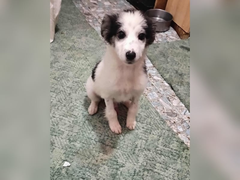 Ray, kleiner Hundemann sucht großes Körbchen