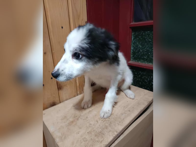 Ray, kleiner Hundemann sucht großes Körbchen