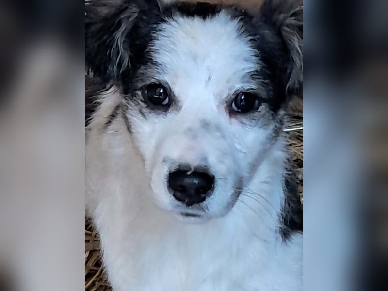 Ray, kleiner Hundemann sucht großes Körbchen