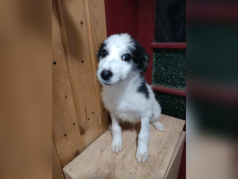 Ray, kleiner Hundemann sucht großes Körbchen