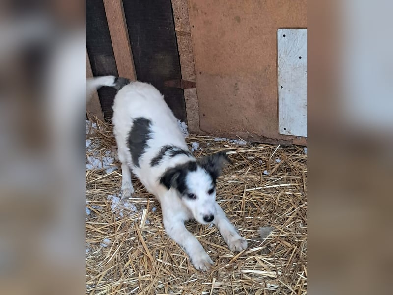 Ray, kleiner Hundemann sucht großes Körbchen