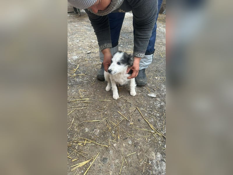 Ray, kleiner Hundemann sucht großes Körbchen