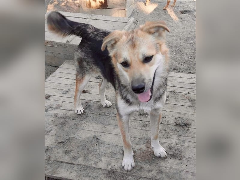 Pok ein ganz feiner Kerl !!