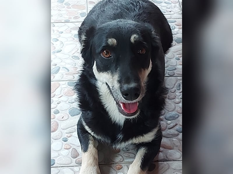 Daiana - kleine, nette Zaubermaus sucht Zuhause, *03/2021