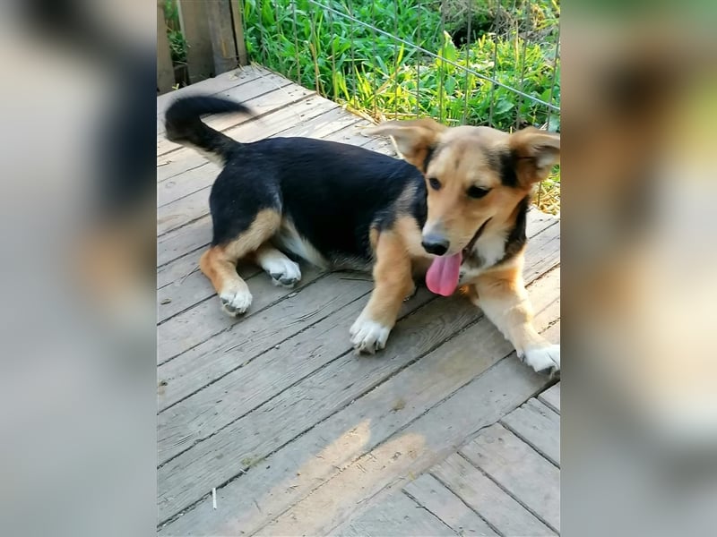 Miri - kurze Beinchen mit grossem Herz suchen ein Zuhause