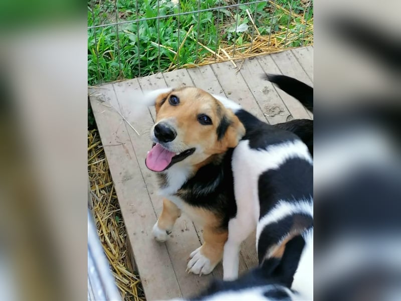 Miri, die treue Seele