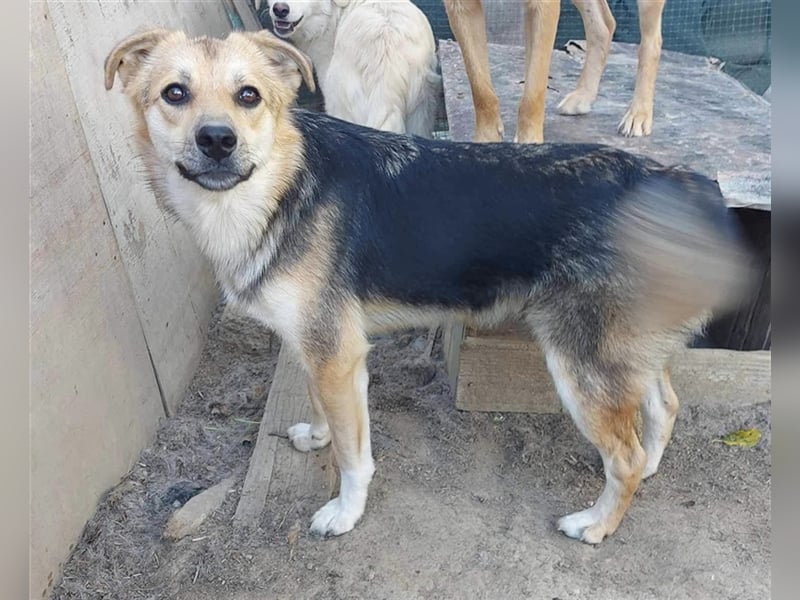 Pok ein ganz feiner Kerl !!