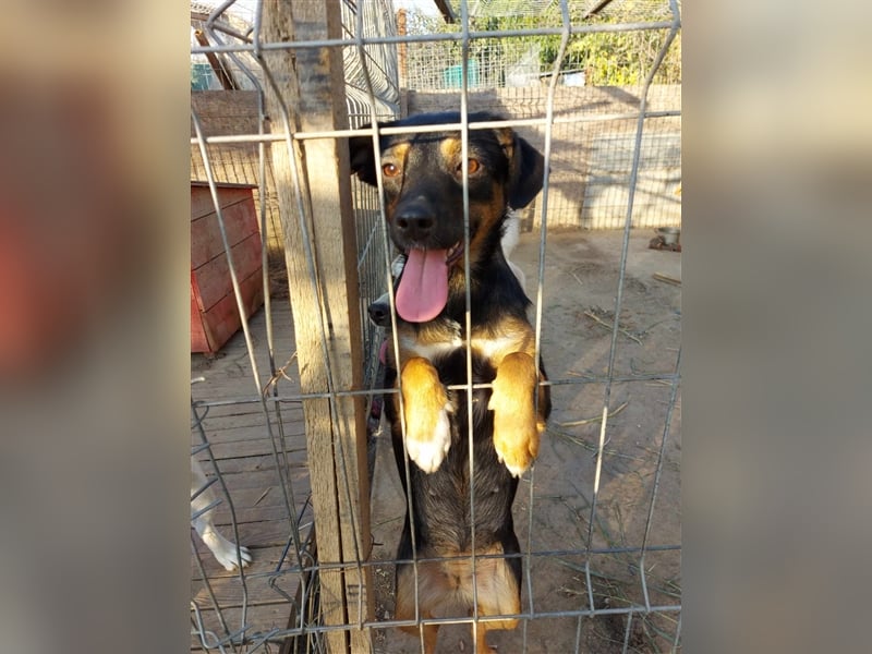 Ariana - ganz liebe Hündin, ca. 40cm, *09/2022 sucht liebevolles Zuhause