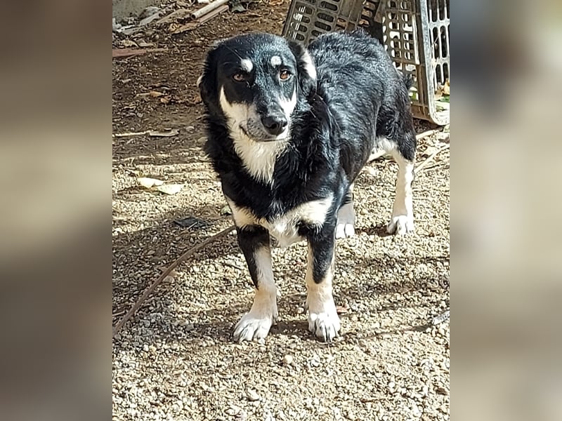 Daiana - kleine, nette Zaubermaus sucht Zuhause, *03/2021