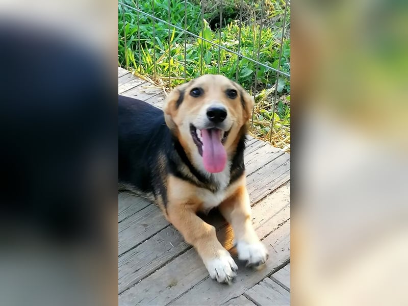 Miri - kurze Beinchen mit grossem Herz suchen ein Zuhause