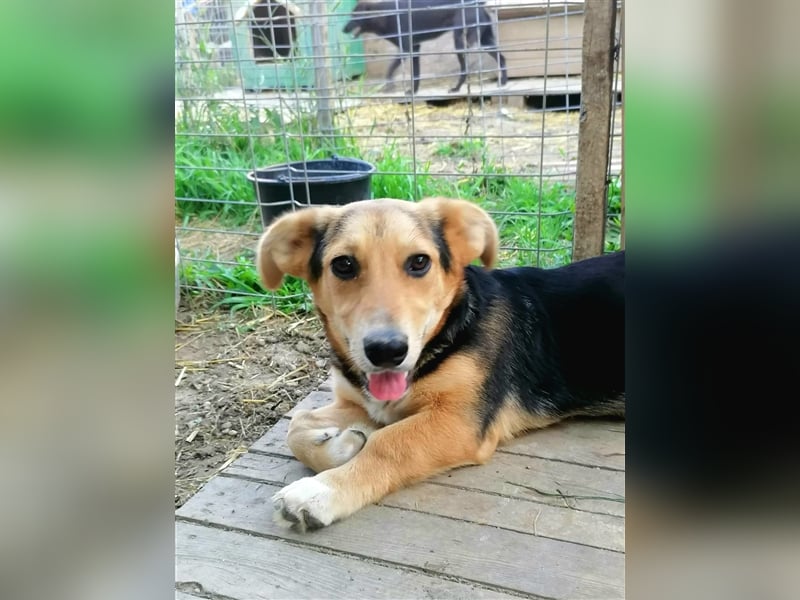 Miri, die treue Seele