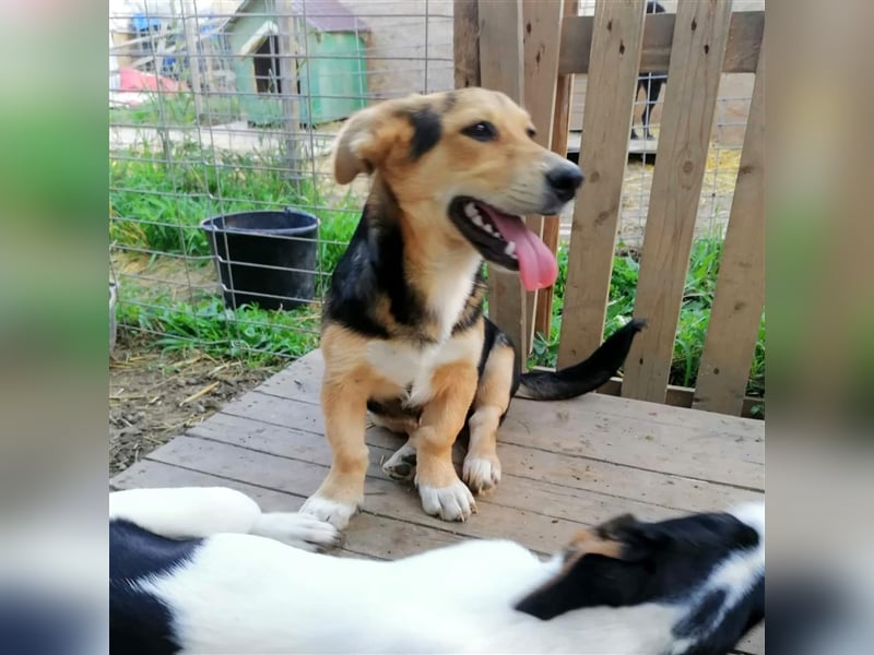 Miri - kurze Beinchen mit grossem Herz suchen ein Zuhause