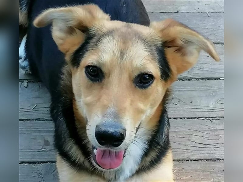 Miri - kurze Beinchen mit grossem Herz suchen ein Zuhause