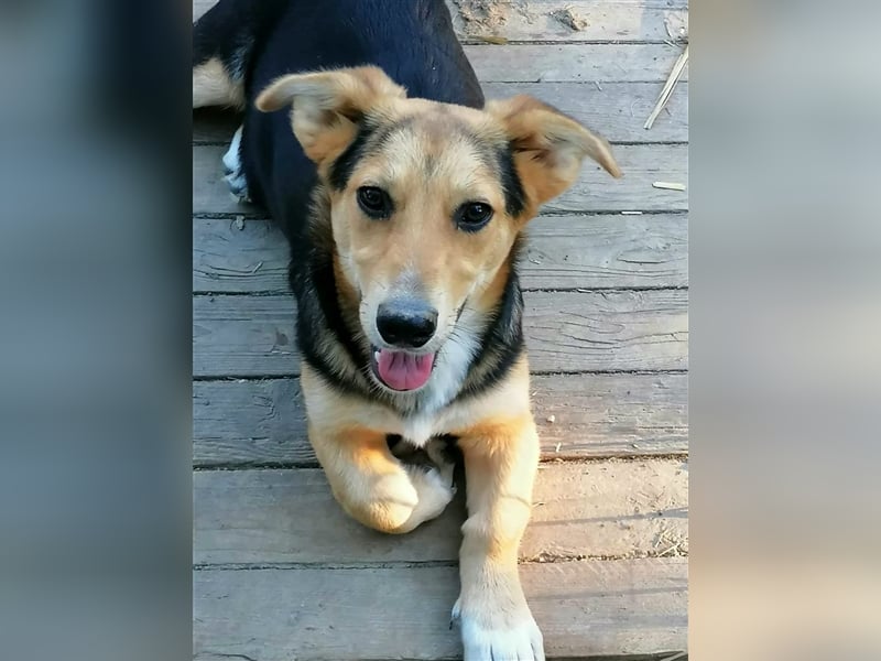 Miri, die treue Seele