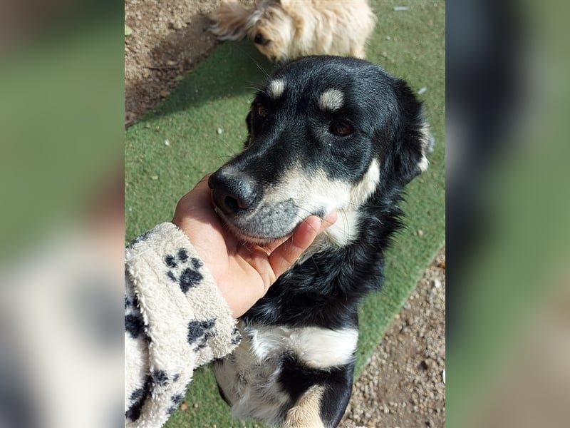 Daiana - kleine, nette Zaubermaus sucht Zuhause, *03/2021