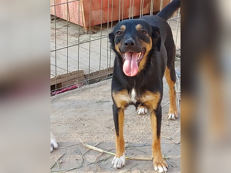 Ariana - fröhliche, kleine Hündin sucht liebevolles Zuhause, *09/2022