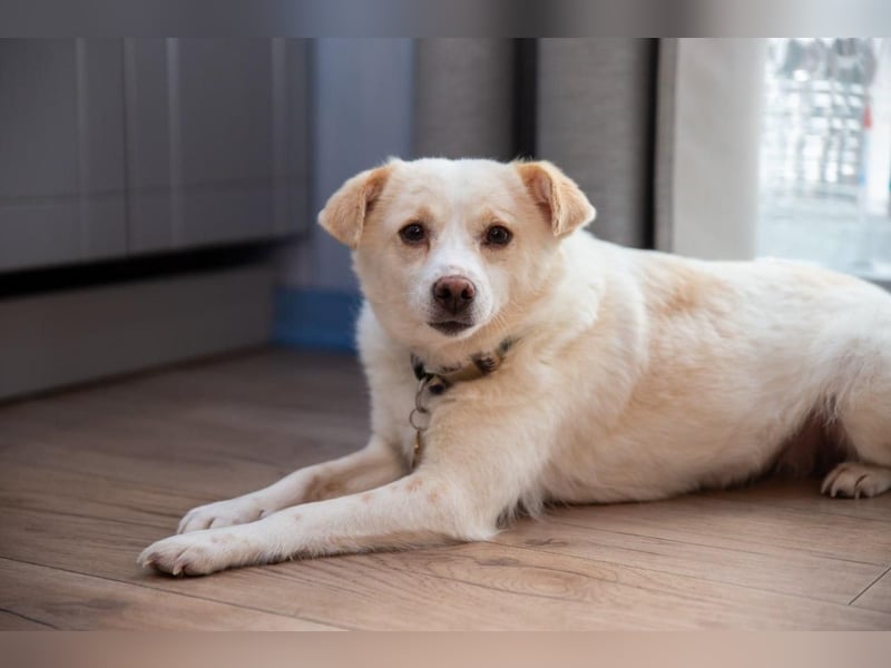 Freundliche kleine Hündin Goga ❤️ sucht ein Zuhause