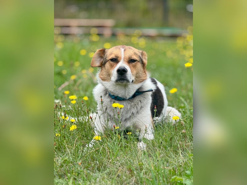 Sanfte Seele Irma ❤️ in 04600 Altenburg sucht Zuhause