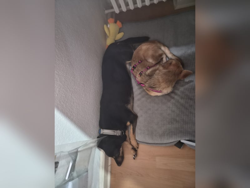 Kuschelige und lernbereite Tasia ❤️ sucht ein passendes Zuhause
