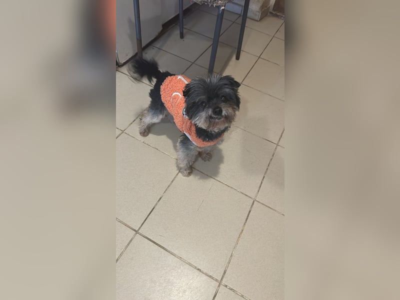 Kleiner Tierschutzhund Dan ❤️ mit großem Charakter sucht sein Zuhause