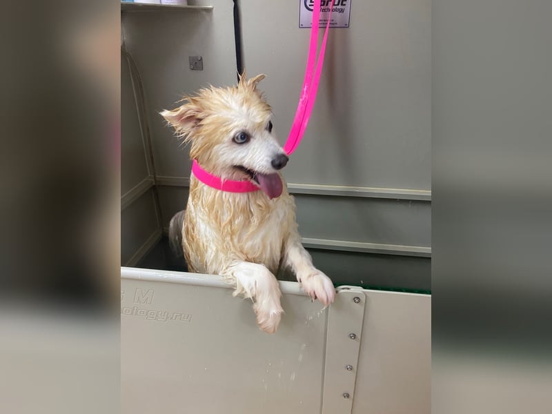 Freundlicher, menschenbezogener Rüde „Bundy ❤️“ aus dem Tierschutz