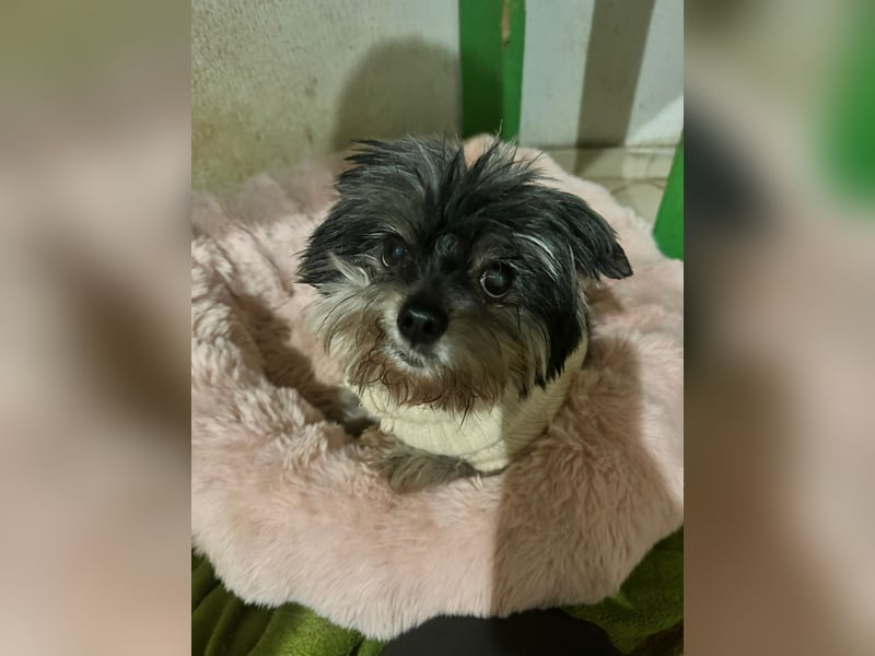 Kleiner Tierschutzhund Dan ❤️ mit großem Charakter sucht sein Zuhause