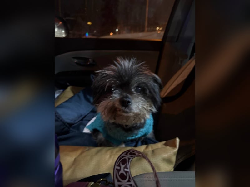 Kleiner Tierschutzhund Dan ❤️ mit großem Charakter sucht sein Zuhause