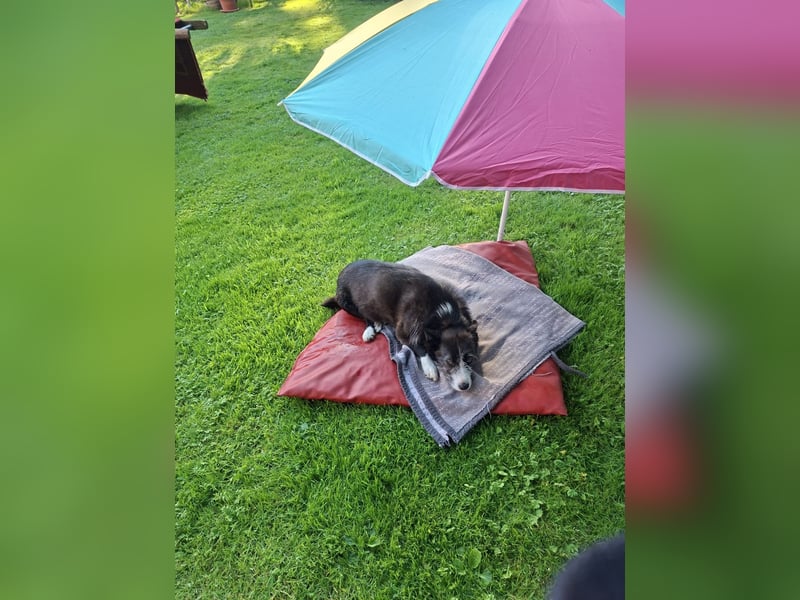 Folto ❤️ kleine Kämpferin sucht ihr Für-immer-Zuhause
