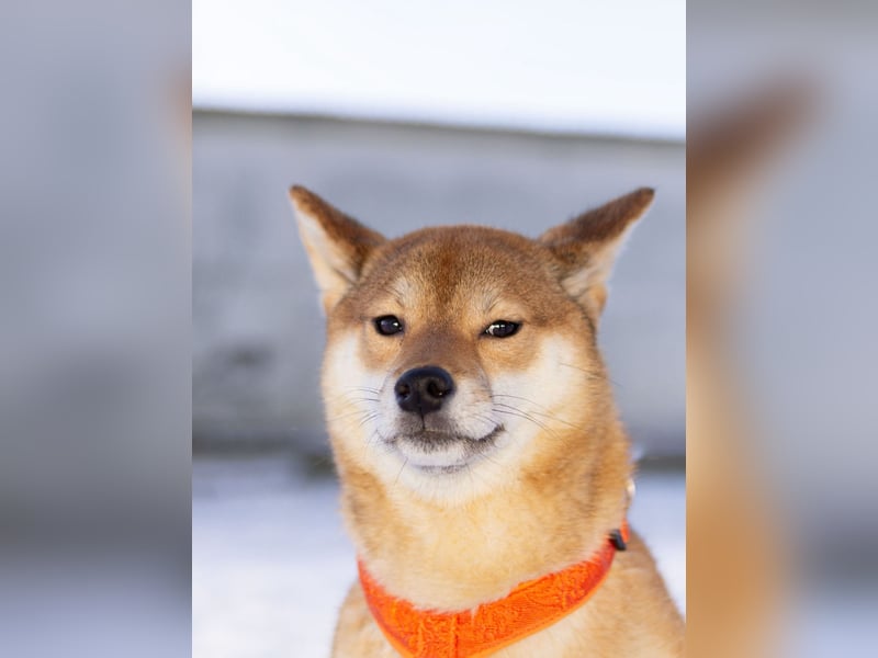 Suna ❤️ sucht ein ruhiges Zuhause mit Herz und Verständnis