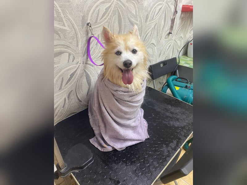 Freundlicher, menschenbezogener Rüde „Bundy ❤️“ aus dem Tierschutz