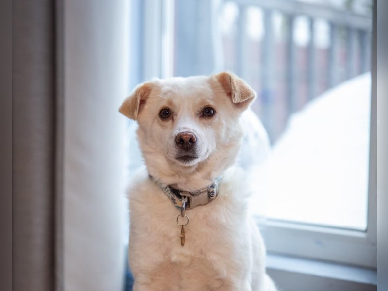 Freundliche kleine Hündin Goga ❤️ sucht ein Zuhause