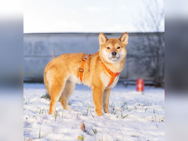 Suna ❤️ sucht ein ruhiges Zuhause mit Herz und Verständnis