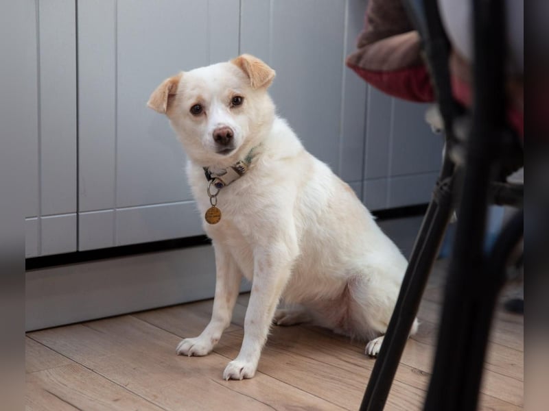 Freundliche kleine Hündin Goga ❤️ sucht ein Zuhause