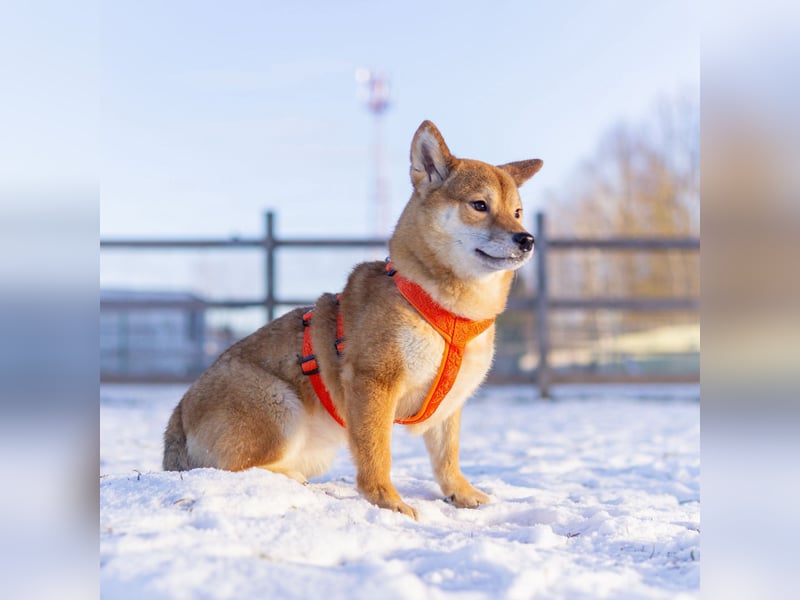 Suna ❤️ sucht ein ruhiges Zuhause mit Herz und Verständnis