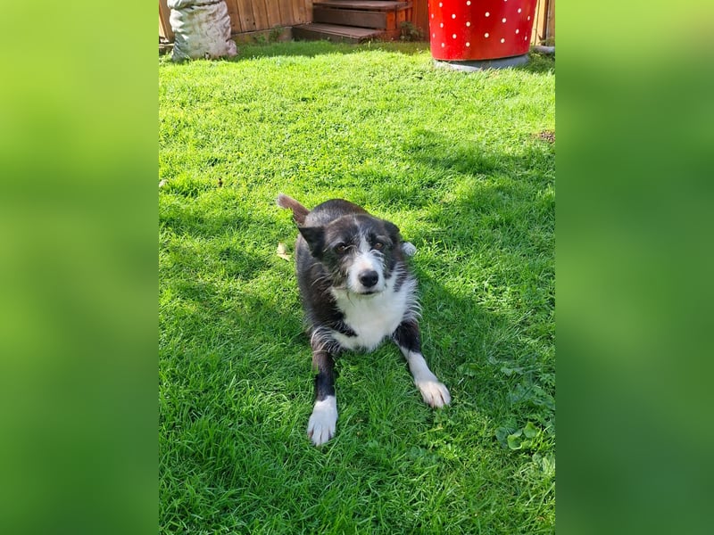 Folto ❤️ kleine Kämpferin sucht ihr Für-immer-Zuhause