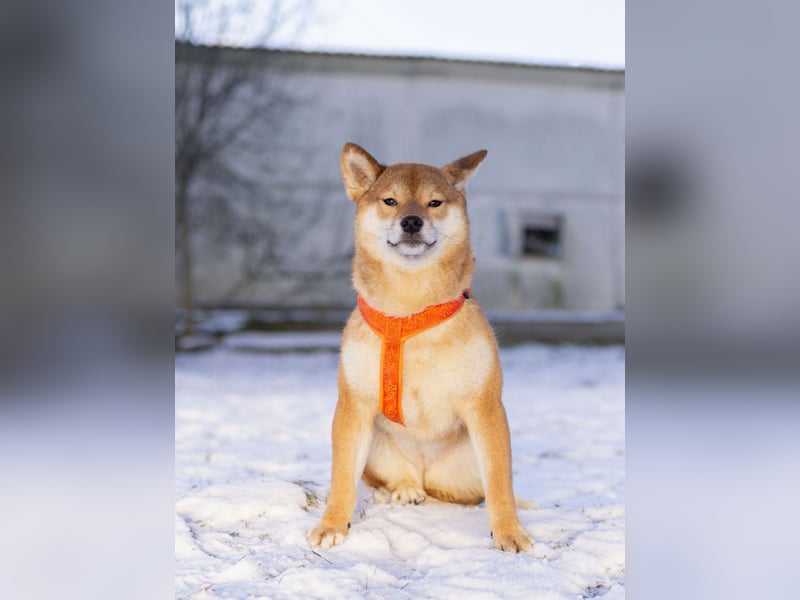 Suna ❤️ sucht ein ruhiges Zuhause mit Herz und Verständnis