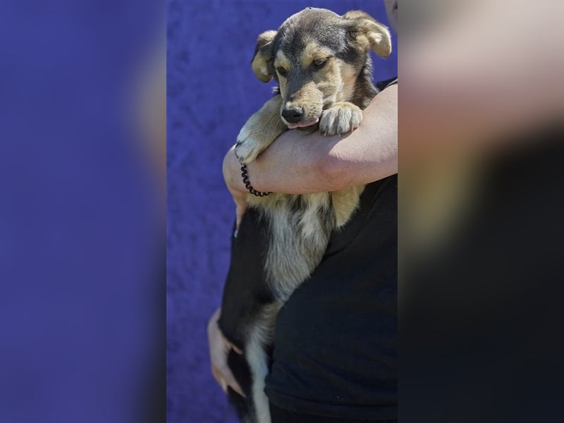 Kleiner liebenswerter Tierschutzhund Nalo❤️sucht seine Menschen