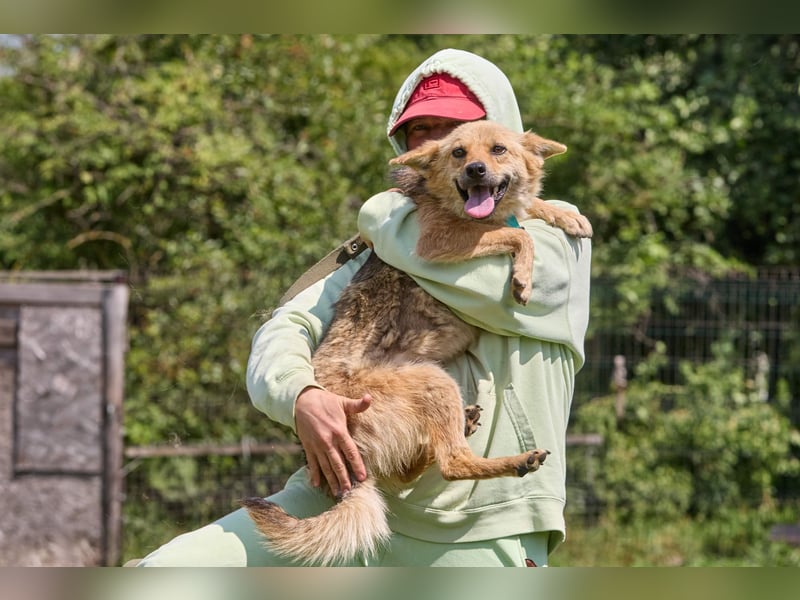 Zaria ❤️ kleine, freundliche Hündin sucht ihr Zuhause