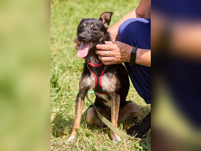 Kleiner Dobby ❤️ sucht geduldige Menschen mit Herz und Verständnis