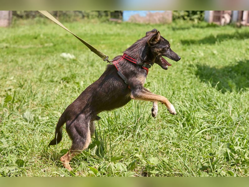 Kleiner Dobby ❤️ sucht geduldige Menschen mit Herz und Verständnis