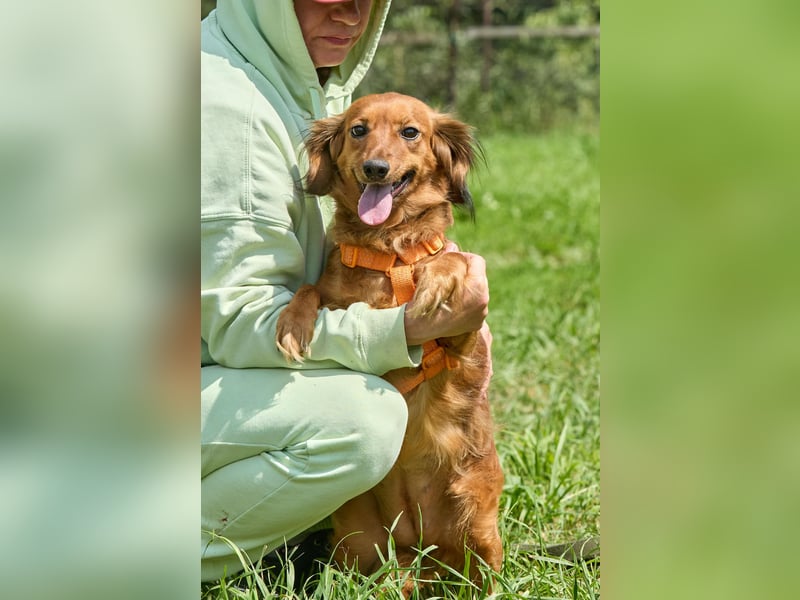 Verschmuste Inessa ❤️ sucht ein liebevolles Zuhause