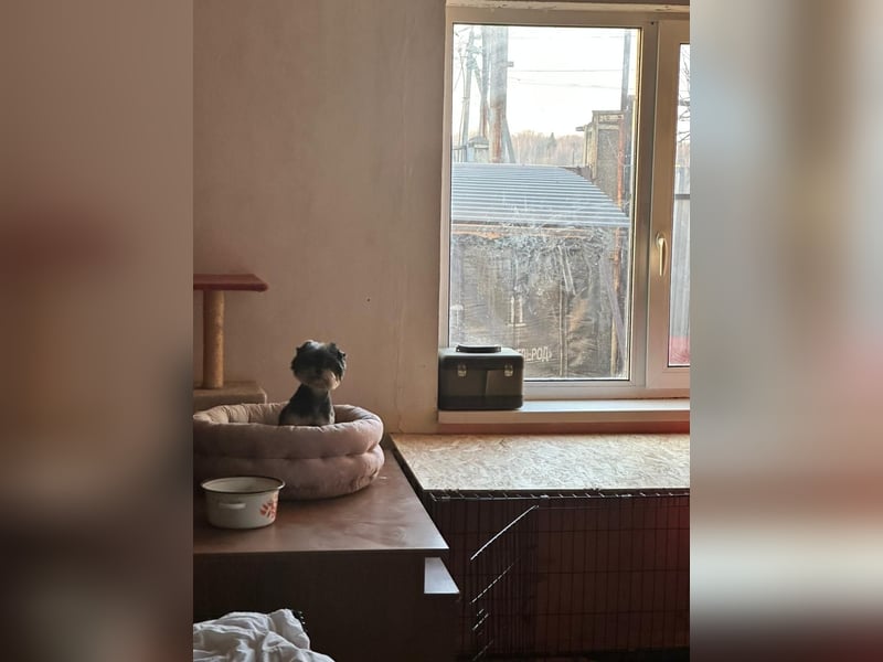 Kleiner Tierschutzhund Dan ❤️ mit großem Charakter sucht sein Zuhause