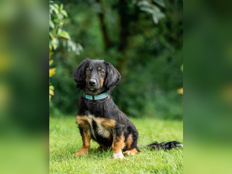 Kuzma ❤️ ein Sonnenschein	sucht sein Zuhause