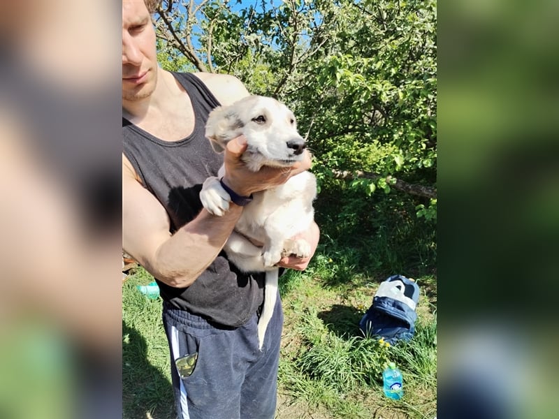 Niedliche Welpenmaus Rina❤️sucht Menschen mit Fingerspitzengefühl