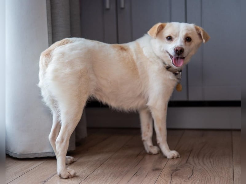 Freundliche kleine Hündin Goga ❤️ sucht ein Zuhause