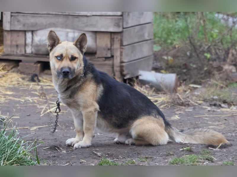 Hübscher, freundlicher Paspartu❤️sucht Pflege- oder Endstelle